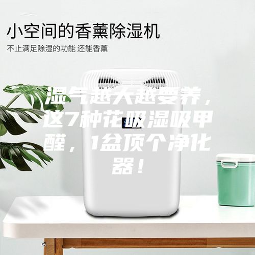 濕氣越大越要養，這7種花吸濕吸甲醛，1盆頂個凈化器！