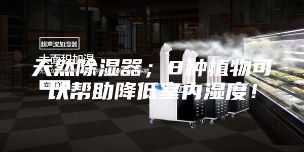 天然除濕器；8種植物可以幫助降低室內(nèi)濕度！